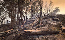 Ўзбекистон, минтақанинг бошқа мамлакатлари каби, ўрмонларни тиклашга киришади 