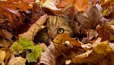 Чоршанба куни Ўзбекистоннинг барча ҳудудларида ёғингарчиликсиз об-ҳаво кузтилади