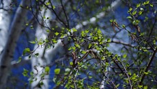 Шанба куни Ўзбекистоннинг деярли барча ҳудудларида ёғингарчиликлар кузатилмайди