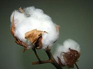 Пахта толаси ЎзРТХБ экспортининг ярмини эгаллади 