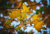 Жума куни бутун Ўзбекистон ҳудудида ҳаво ҳарорати 30 даража иссиққача кўтарилади 