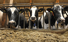 Операцию по поимке скотокрадов проводят одновременно Казахстан, Кыргызстан и Узбекистан