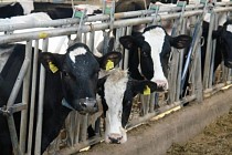 В Узбекистане животноводам предоставят дополнительные субсидии