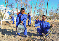 Весной в Ташкенте запланировано посадить свыше 409 тыс. деревьев