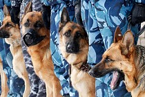 Тожикистон кинологлари Ўзбекистонда хизмат ишларидан фойдаланиш тажрибасини ўргандилар  