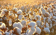 Андижон вилоятидаги пахта-текстиль кластери $23 млнлик экспорт беради 