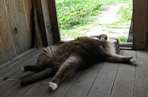 Во всех областях Узбекистана в среду температура воздуха прогреется выше 32 градусов