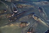 Ангрен дарёсидан 6942 балиқ ноқонуний овланган – Бош прокуратура