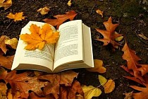 Чоршанба куни бутун Ўзбекистон бўйлаб ёғингарчиликсиз об-ҳаво кузатилади