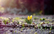 Душанба куни Ўзбекистоннинг барча ҳудудларида ҳаво ҳарорати бироз кўтарилади