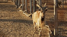 В Каракалпакстане двое браконьеров застрелили 13 редких джейранов