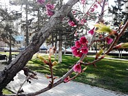 Пайшанба куни Ўзбекистоннинг барча ҳудудларида ҳаво ҳарорати бироз кўтарилади