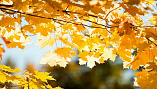 Небольшой дождь ожидается на северо-востоке и в центре Узбекистана в четверг