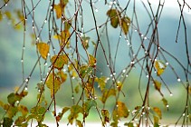 В большинстве областей Узбекистана в четверг ожидаются дожди