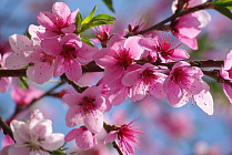 Потепление до 35 градусов ожидается в ряде областей Узбекистана в понедельник