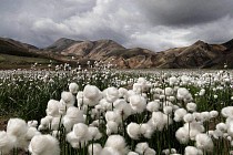 Пахта бизга аҳоли даромадларини ошириш учун зарур – Ўзбекистон президенти  