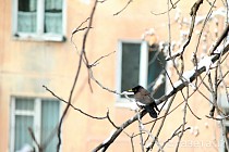 Самыми теплыми регионами станут Кашкадарьинская и Сурхандарьинская области