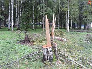 В Узбекистане попросили ввести 6-месячный мораторий на вырубку деревьев