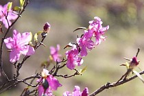 Сешанба куни Ўзбекистоннинг қатор вилоятларида ҳаво ҳарорати кўтарилиши кутилмоқда