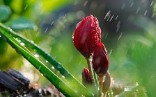 Душанба куни Қорақалпоғистон ва Хоразм вилоятида ёмғир ёғиши ва шамол эсиши кутилмоқда