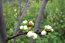 На всей территории Узбекистана в пятницу ожидается ветреный и теплый день 