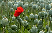 Опийный мак мотивировал освоение пустынь на западе Афганистана без участия государства - исследование 