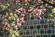 Чоршанба куни бутун Ўзбекистон ҳудудида баҳорий об-ҳаво бўлади  