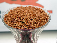 Казахстан и Россия подпишут соглашение с Ираном о поставках пшеницы в феврале 2019 года