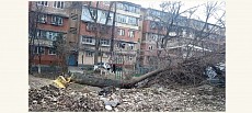 В Узбекистане вновь рубят деревья