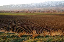 В Узбекистане объявили ударный месячник в сфере сельского хозяйства