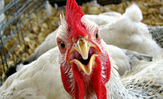 Казахстан признали страной, свободной от птичьего гриппа
