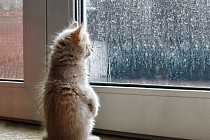 Жума куни Ўзбекистоннинг бир нечта вилоятида бироз ёмғир ёғиши прогноз қилинмоқда