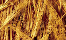 Иран за два месяца импортировал около 367 480 тонн ячменя