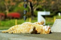 Во вторник в некоторых областях Узбекистана температура воздуха прогреется до 45 градусов