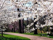 Пайшанба куни Ўзбекистон пойтахтида ҳарорат 30 даражага яқинлашиши мумкин