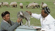 Для поддержки и развития каракулеводства в Узбекистане создадут новый фонд