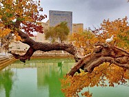 Душанба куни Ўзбекистоннинг баъзи вилоятларида ҳаво ҳарорати 28 даражагача кўтарилади