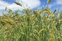 Производителям кормовых культур в Узбекистане выделят земельные участки