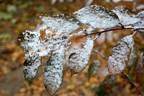 Сразу в нескольких областях Узбекистана в четверг ожидается небольшое понижение температуры воздуха