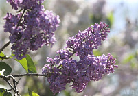 В пятницу на всей территории Узбекистана установится погода без осадков