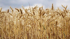 Узбекистан откажется от госзаказа на зерновые