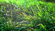 В Каракалпакстане и Хорезмской области во вторник ожидаются дожди