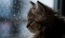 Пайшанба куни бутун Ўзбекистон бўйича ёмғирли об-ҳаво сақланиб қолади