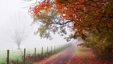 Туманная погода без осадков сохранится на всей территории Узбекистана в субботу