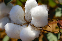 Новые инновационные сорта хлопчатника созданы в Узбекистане