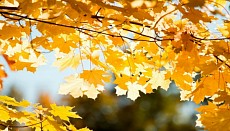 Пайшанба куни шимолий-шарқда ва Ўзбекистон марказида ёмғир ёғишиш кутилмоқда