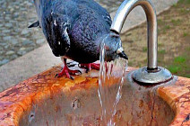 В ряде областей Узбекистана во вторник температура воздуха прогреется до 39 градусов