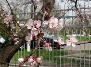 Пайшанба куни Ўзбекистоннинг қатор вилоятларида ёғингарчилик бўлмайди