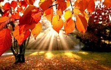 Синоптиклар сешанба куни бутун Ўзбекистон ҳудудида ҳаво ҳароратининг кўтарилишини прогноз қилишмоқда