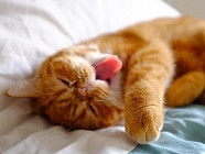 Почти на всей территории Узбекистана в понедельник сохранится жара в 43 градуса